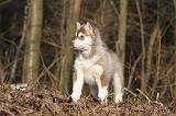 SIBERIAN HUSKY 261